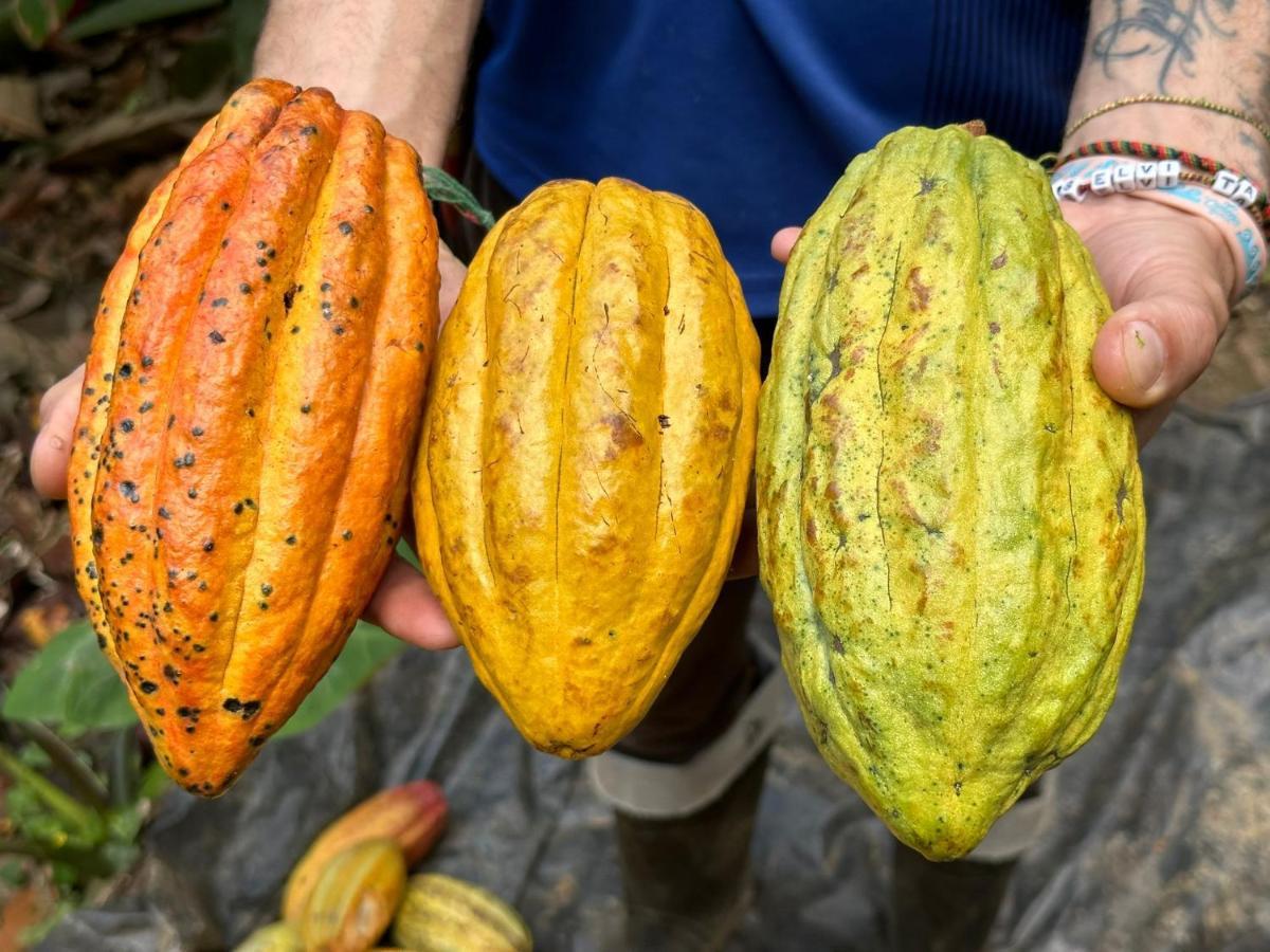 Finca La Selvita Chocolate Experience Буритака Екстериор снимка