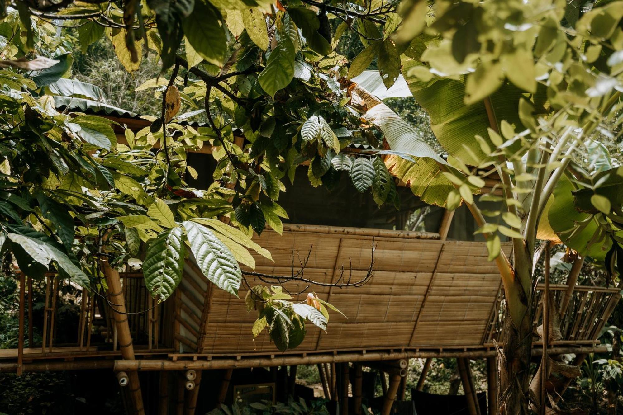 Finca La Selvita Chocolate Experience Буритака Екстериор снимка